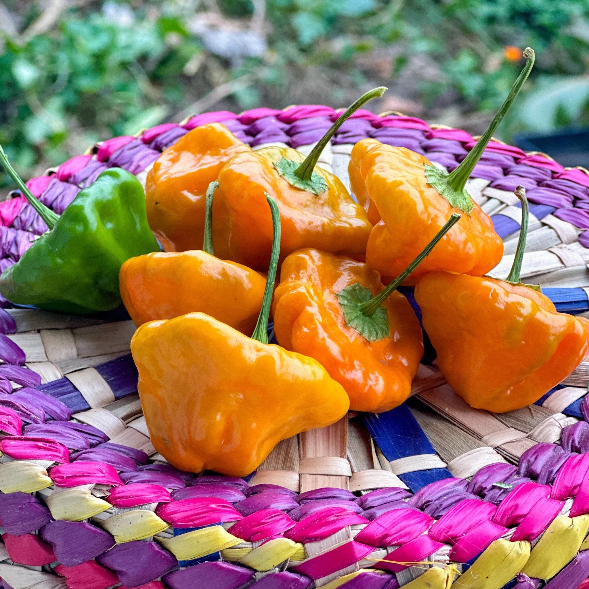 Scotch Bonnet Chile Pepper