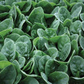 Seaside Spinach