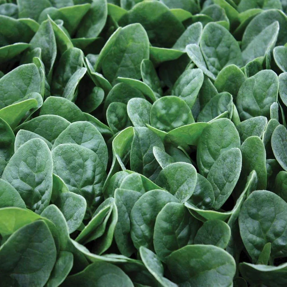 Seaside Spinach