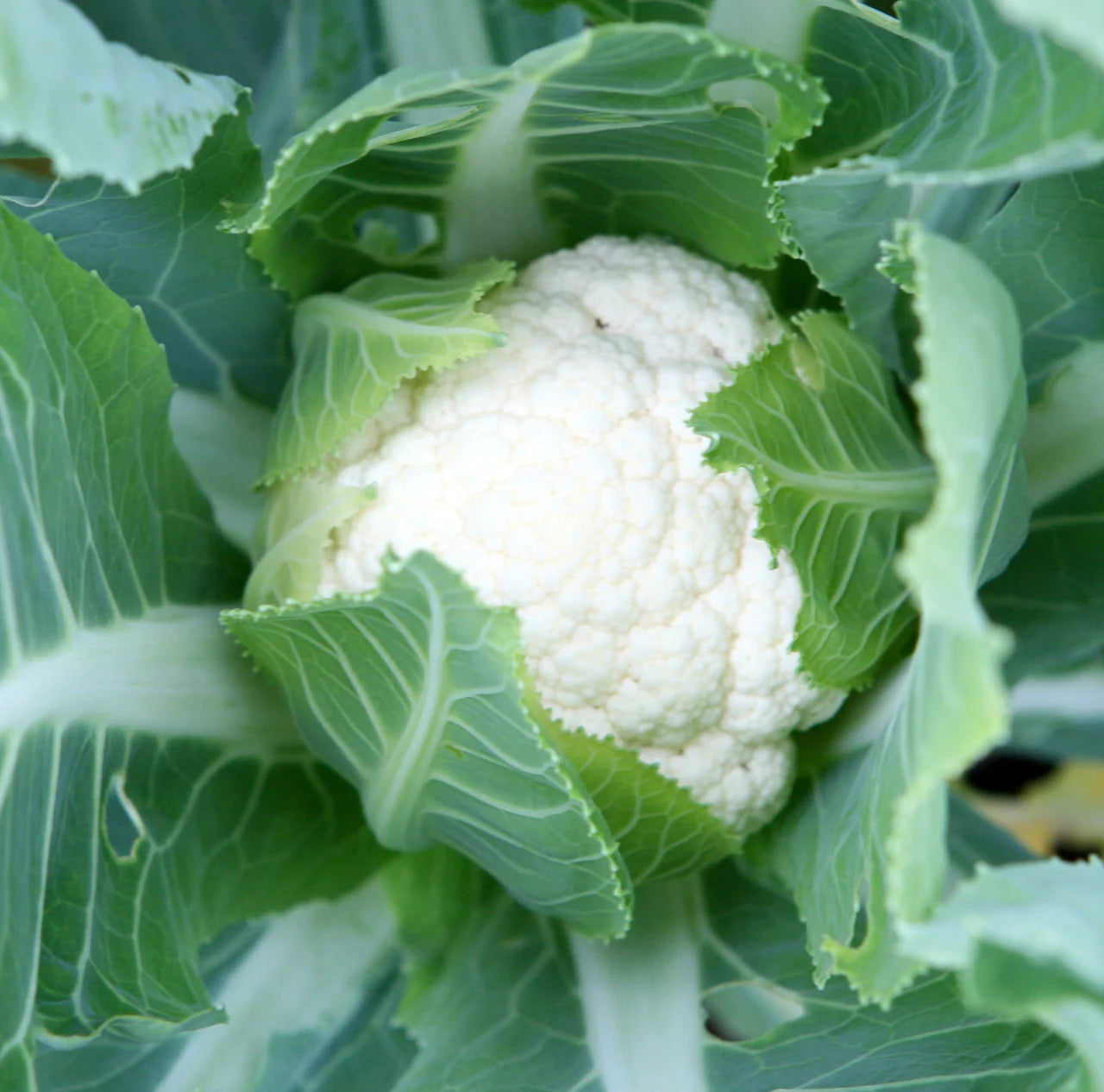 Self-Blanche Cauliflower