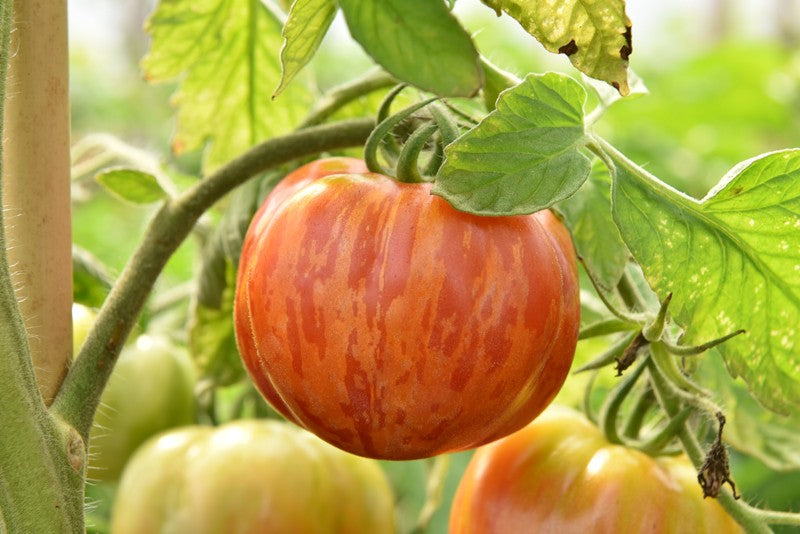 Spencer's Super Striped Tomato