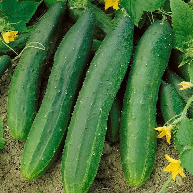 Straight Eight Cucumber