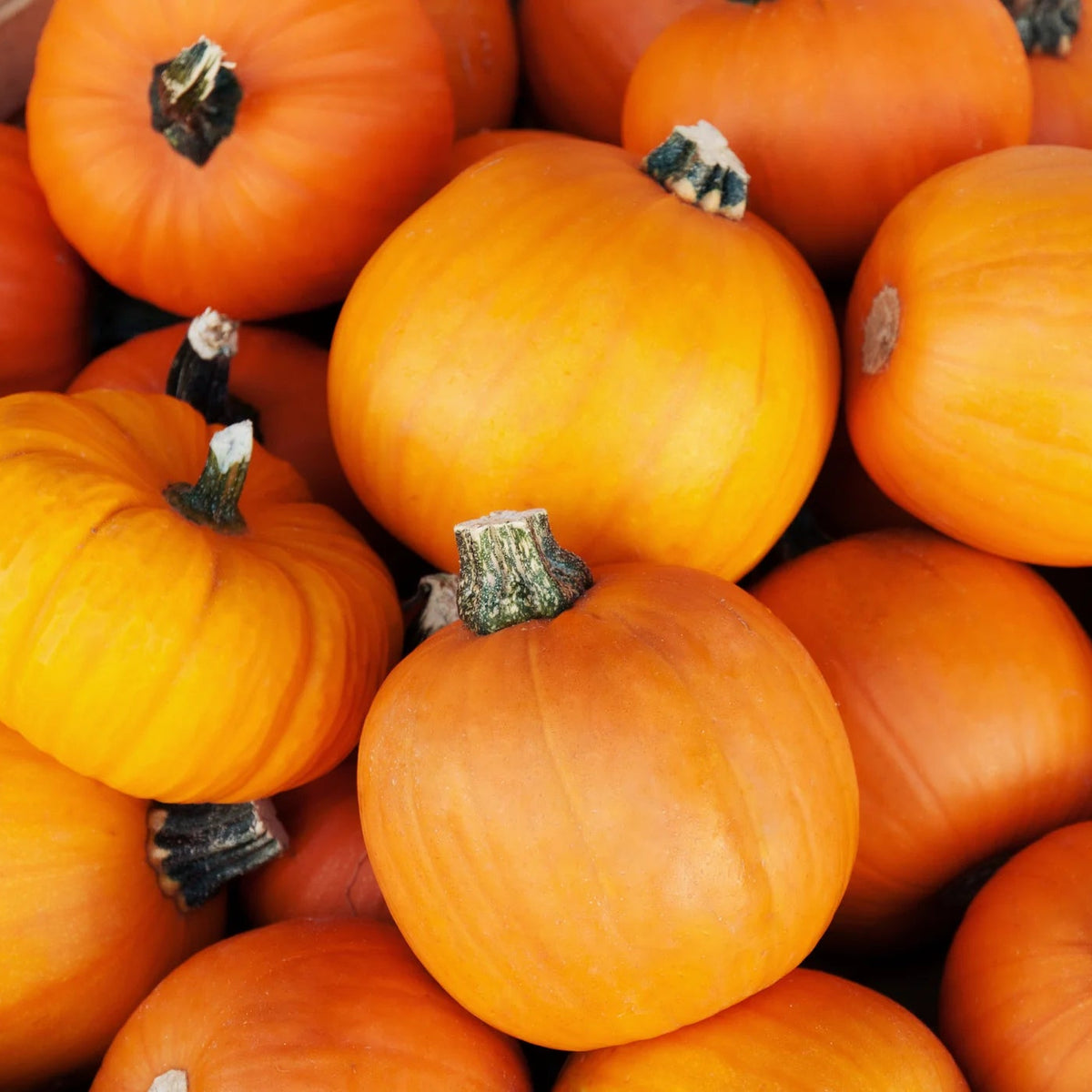 Sugar Pie Pumpkin