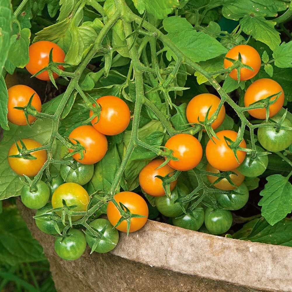 Sungold Pole Cherry Tomato