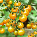Sun Sugar Pole Cherry Tomato