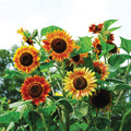 Sunflowers - Evening Sun