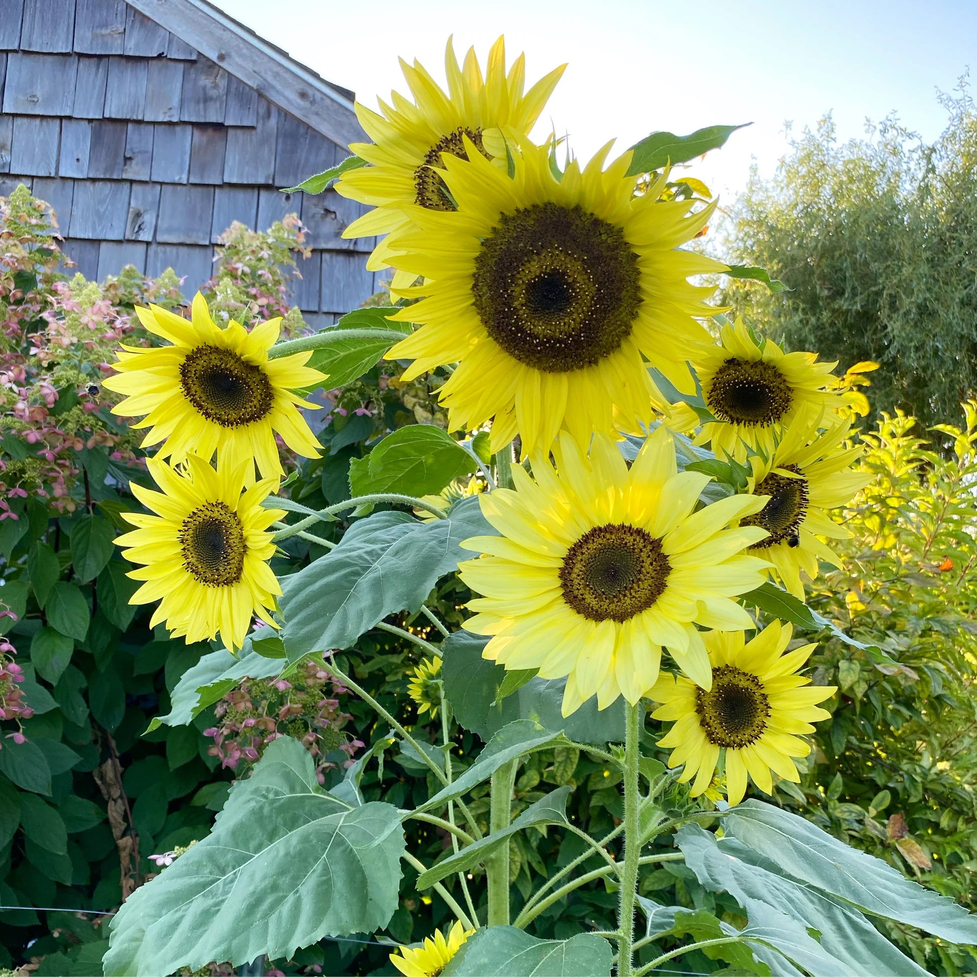 Sunflowers - Lemon Queen