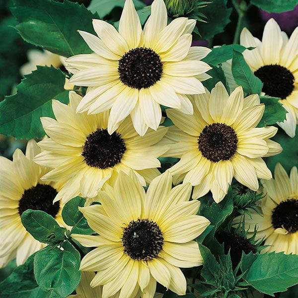 Sunflowers - Vanilla Ice