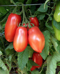 Super San Marzano Tomato