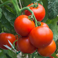 Super Sioux Tomato