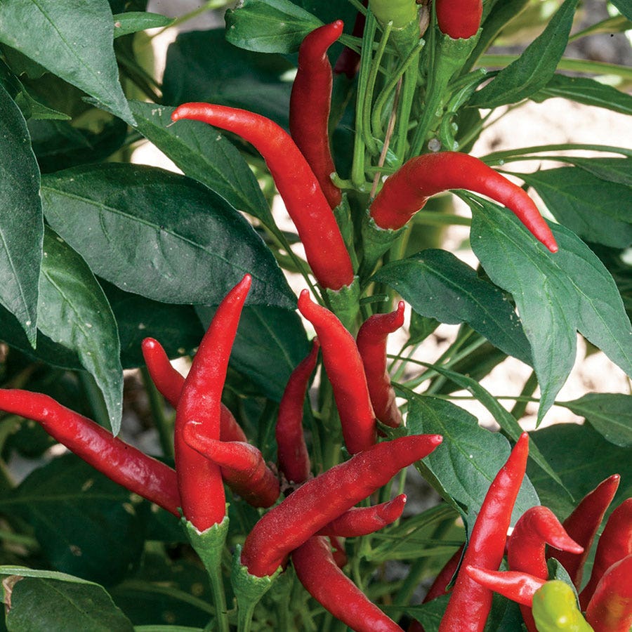 Super Chili Pepper