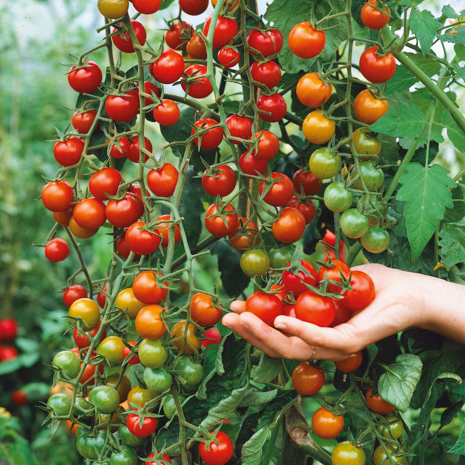 Supersweet 100 Pole Cherry Tomato