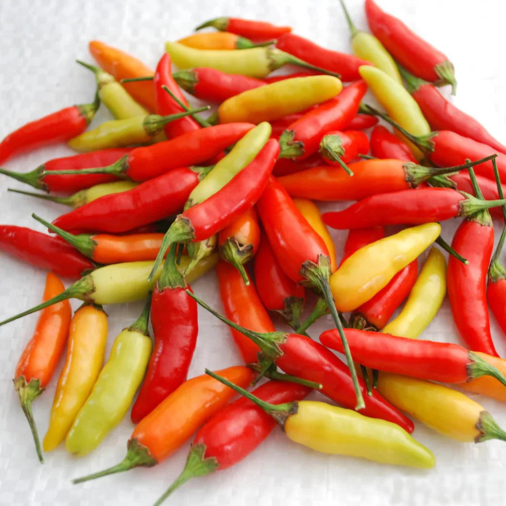 Tabasco Chile Pepper