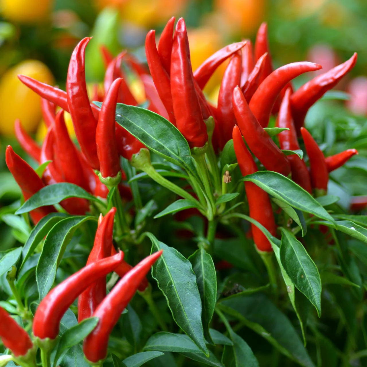 Thai Hot Chile Pepper