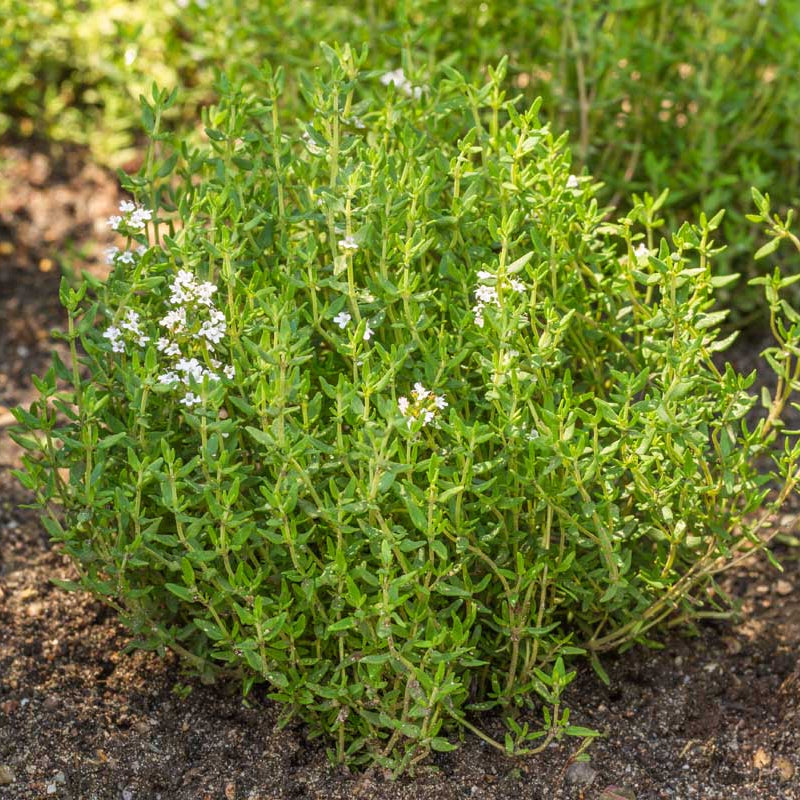 Thyme