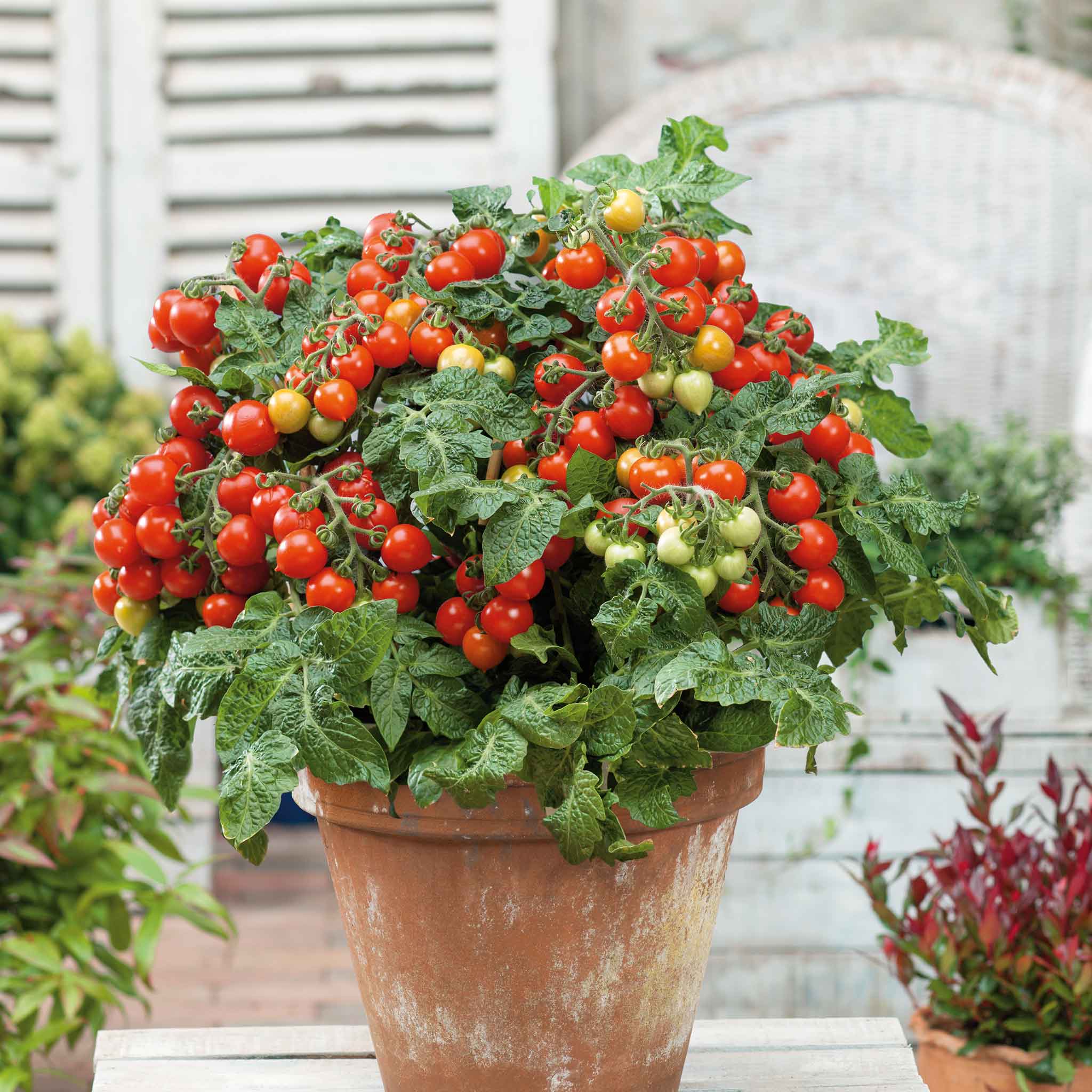 Tiny Tim Tomato