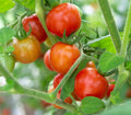 Totem Tomato