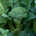 Waltham 29 Broccoli