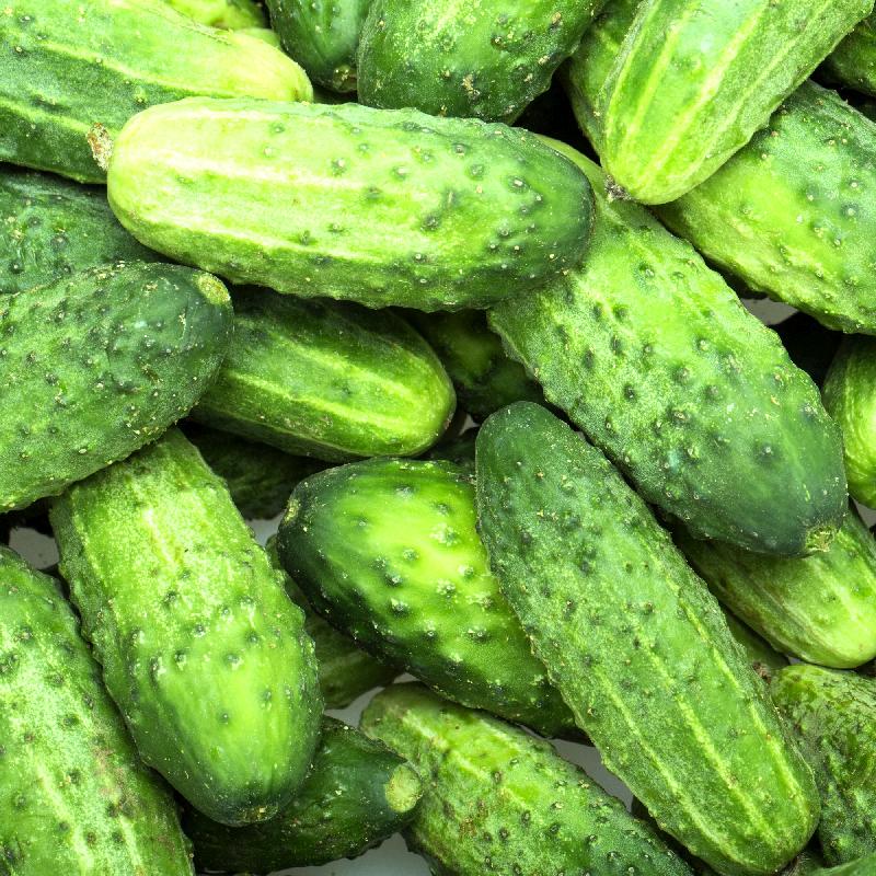 Wisconsin SMR Cucumber