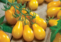 Yellow Pear Tomato