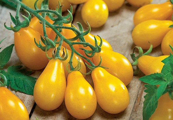 Yellow Pear Tomato
