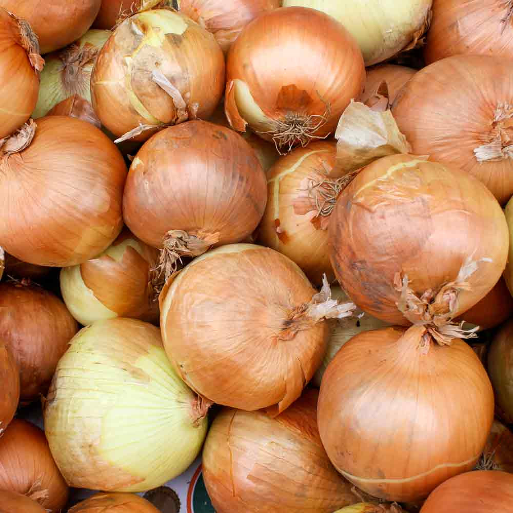 Spanish Utah Onions