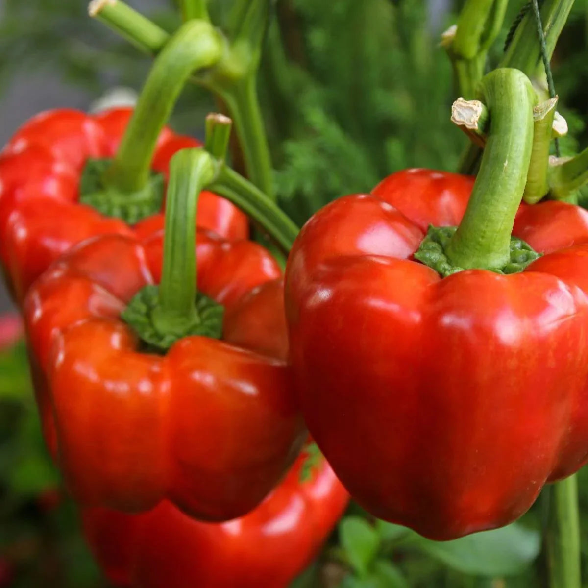 Yolo Wonder L Sweet Pepper