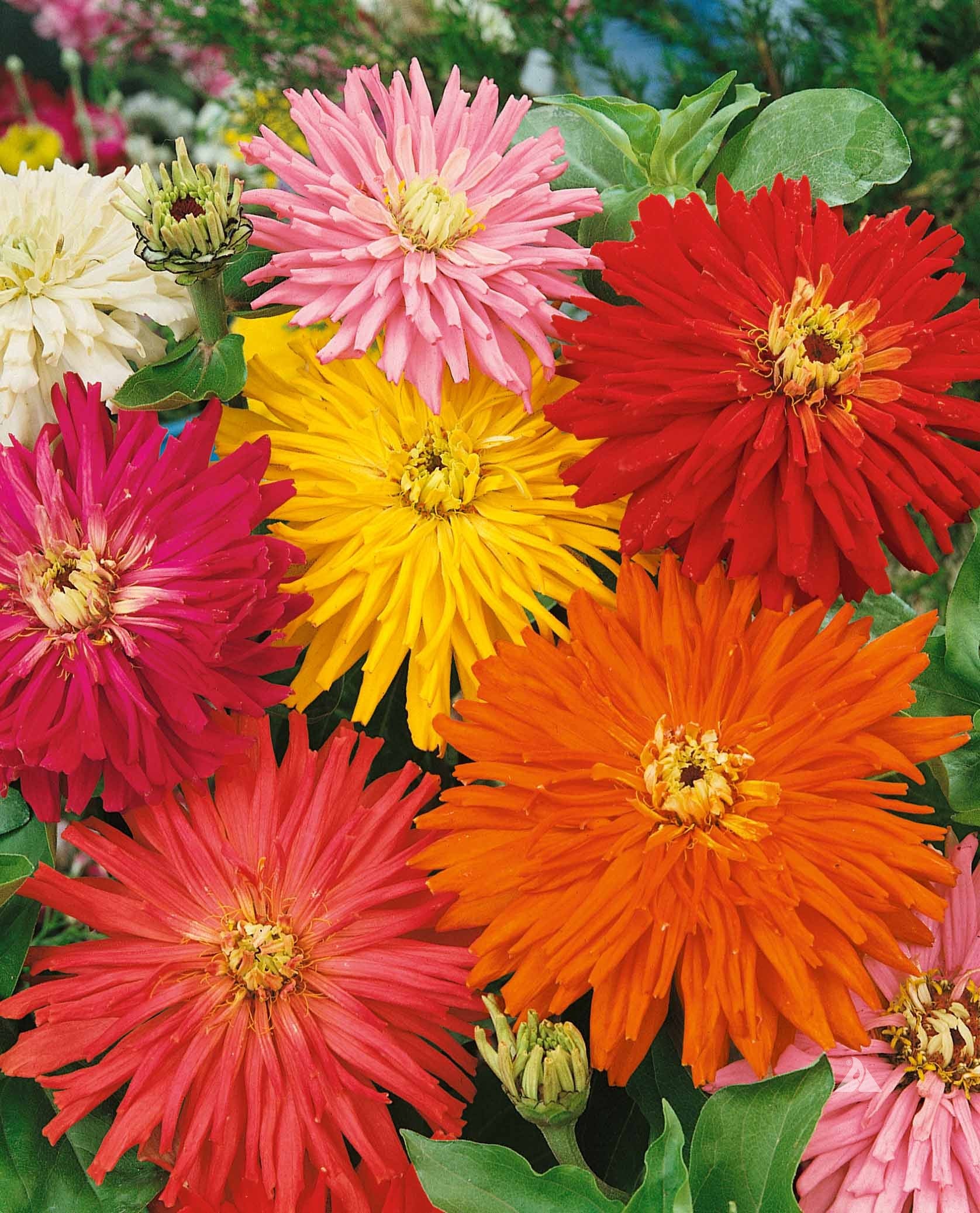 Zinnias - Cactus Flower
