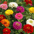 Zinnias - California Giant