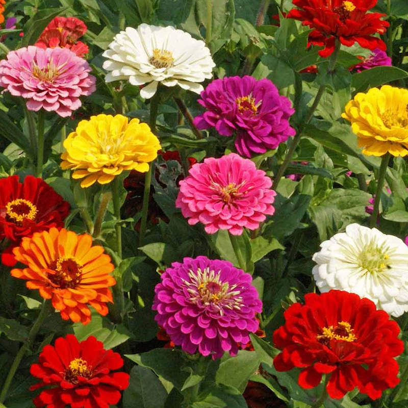 Zinnias - California Giant