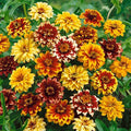 Zinnias - Persian Carpet
