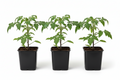 Variety 3-Pack of Creative Crops Farms Tomatoes